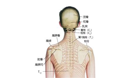 脖子下面的骨頭|脖子下边的骨头叫什么